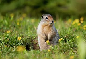 Urocitellus: Columbian Ground Squirrel