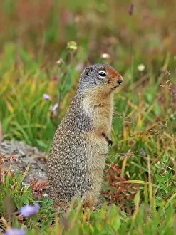 Aware: Columbian Ground Squirrel