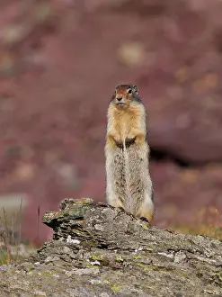 Aware: Columbian Ground Squirrel