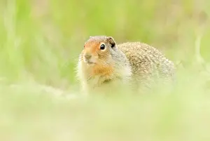 Level: Columbian Ground Squirrel