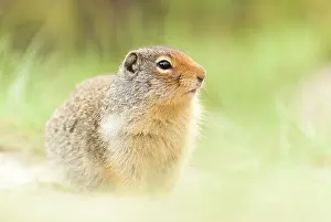 Level: Columbian Ground Squirrel