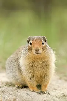 Banff: Columbian Ground Squirrel