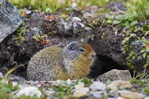 Spermophilus: Columbian Ground Squirrel adult