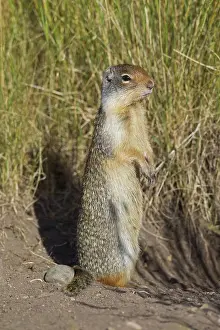 Spermophilus: Columbian Ground Squirrel adult