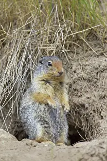 Spermophilus: Columbian Ground Squirrel adult