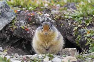 Spermophilus: Columbian Ground Squirrel adult squirrel
