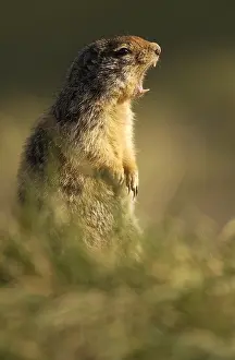 Urocitellus: Columbian Ground Squirrel alert calling - Columbian
