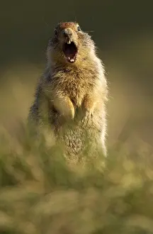 Columbian: Columbian Ground Squirrel alert calling - Columbian