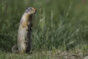 Urocitellus: Columbian Ground Squirrel alert - Columbian Ground