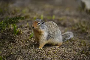 Urocitellus: Columbian Ground Squirrel alert - Columbian Ground