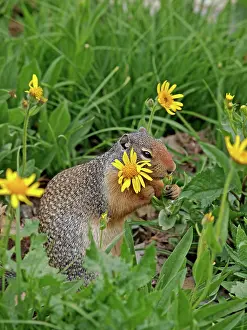 Spermophilus: Columbian Ground Squirrel - eating flower