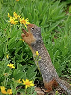 Spermophilus: Columbian Ground Squirrel - eating flower