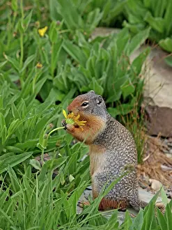 Spermophilus: Columbian Ground Squirrel - eating flower