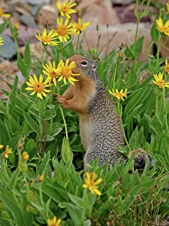 Spermophilus: Columbian Ground Squirrel - eating flower