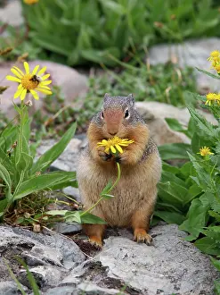 Spermophilus: Columbian Ground Squirrel - eating flower