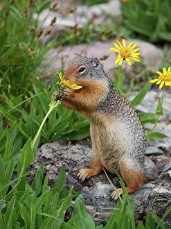 Spermophilus: Columbian Ground Squirrel - eating flower