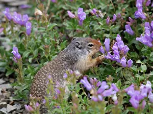 Spermophilus: Columbian Ground Squirrel - eating flower