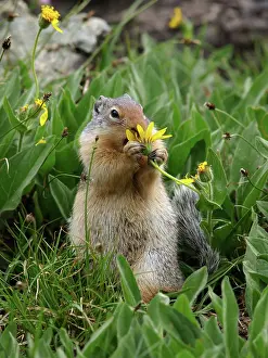 Spermophilus: Columbian Ground Squirrel - eating flower