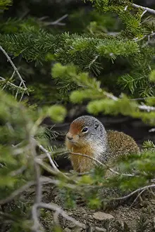 Urocitellus: Columbian Ground Squirrel perched on a rock - Columbian