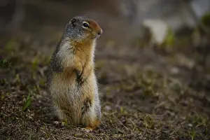 Urocitellus: Columbian Ground Squirrel standing alert - Columbian
