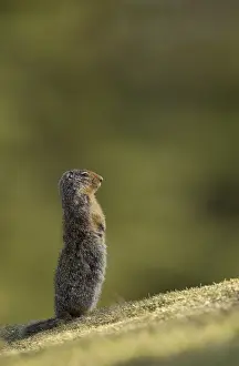 Urocitellus: Columbian Ground Squirrel standing alert - Columbian