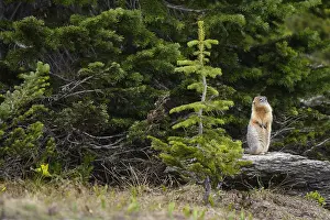 Urocitellus: Columbian Ground Squirrel standing alert on a rock