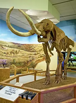 Mammoth: Columbian Mammoth