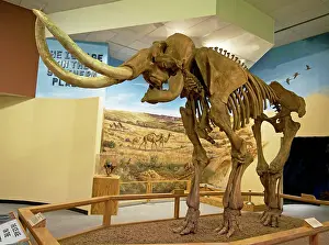 Mammoth: Columbian Mammoth
