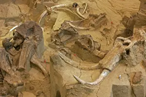 Mammuthus: Columbian Mammoth Fossil