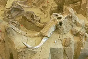 Mammuthus: Columbian Mammoth Fossil