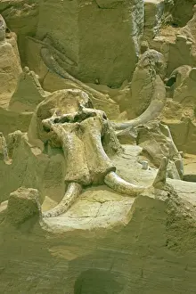 Mammuthus: Columbian Mammoth Fossil - Skull and tusk
