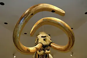 Mammoth: Columbian Mammoth Skeleton