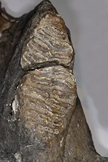 Mammoth: Columbian Mammoth Tooth