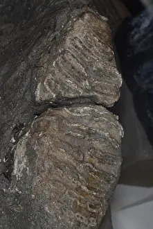 Mammoth: Columbian Mammoth Tooth