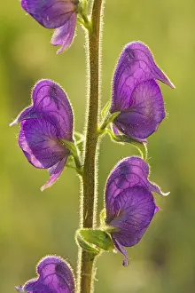 Aconitum: Columbian Monkshood / Western Monkshood in flower
