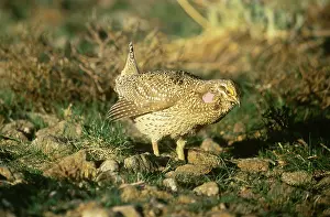 Columbian: Columbian Sharp-tailed Grouse