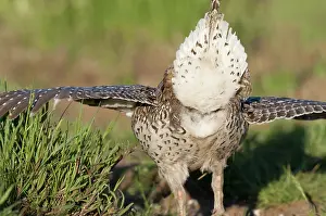 Lekking: Columbian Sharp-tailed Grouse Breeding Display
