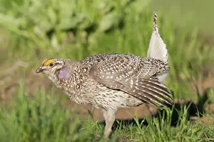Lekking: Columbian Sharp-tailed Grouse Breeding Display