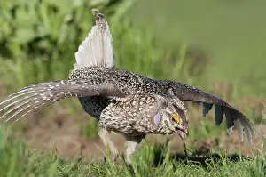 Lekking: Columbian Sharp-tailed Grouse Breeding Display