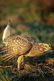 Columbian: Columbian Sharp-tailed Grouse displaying