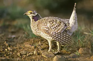 Columbian: Columbian Sharp-tailed Grouse on lek