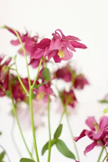 Columbine: Columbine