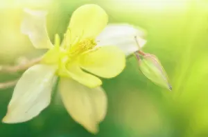 Columbine: Columbine