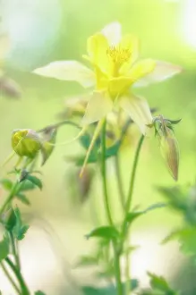 Columbine: Columbine