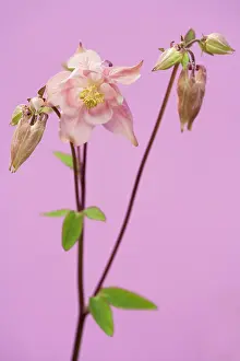 Leadership: Columbine