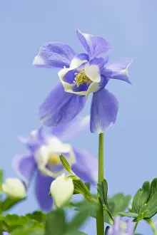 Columbine: Columbine, Aquilegia flabellata var pumila Atlantis