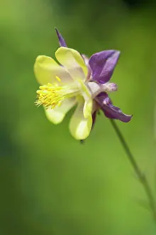 Columbine: Columbine, Aquilegia hybrid, Purple outer petals