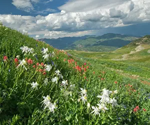 Castilleja: Columbine, (Aquilegia sp), Indian Paintbrush