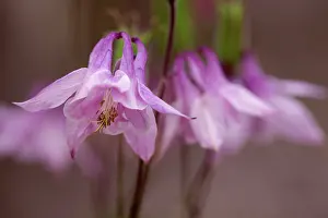 Connected: Columbine, Aquilegia vulgaris, Close view of pale pink sharp