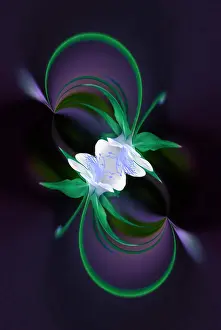 Columbine: Columbine flower, Colorado